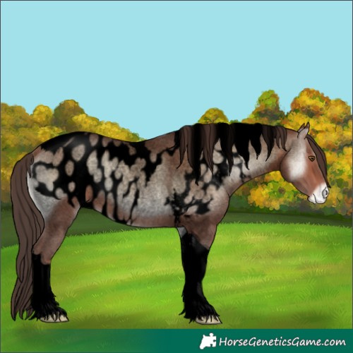Horse Color:Void Sable Champagne Roan Onyx Tobiano Skewed LP Spotted