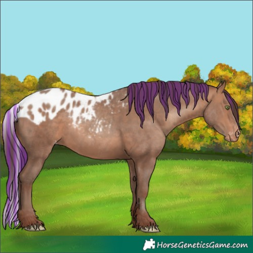 Horse Color:Painted Sable Champagne Skewed LP Spotted Rabicano