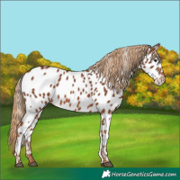 Horse Color:Chestnut Appaloosa 