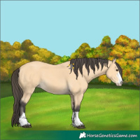 Horse Color:Buckskin 