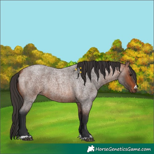 Horse Color:Bay Roan 