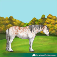 Horse Color:White Spotted Bay Splash and White Spotted Bay Splash