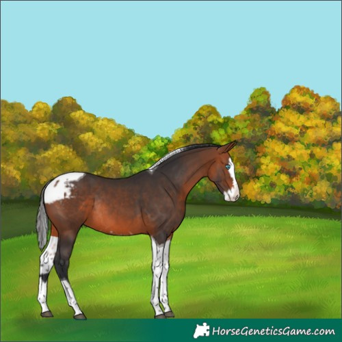 Horse Color:Bay Splash Tobiano Skewed Appaloosa Rabicano 