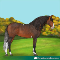 Horse Color:Bay Splash Tobiano Skewed Appaloosa