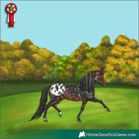 Horse Color:Brown Blanket 