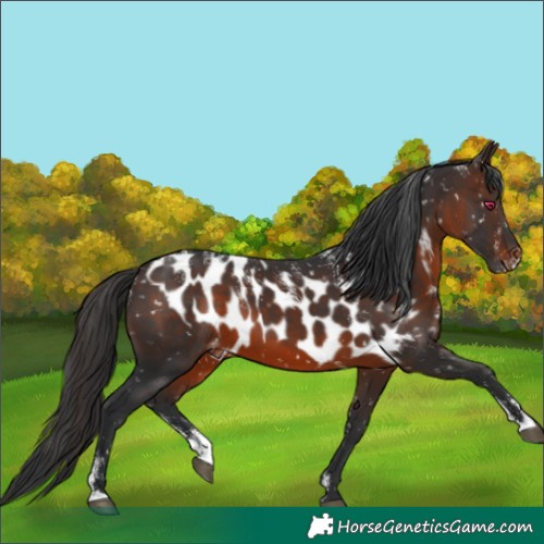 Horse Color:Powder White Brown Skewed Appaloosa 
