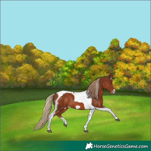 Horse Color:Chestnut Tobiano Frame Rabicano 