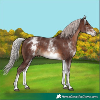 Horse Color:White Spotted Chocolate Silver Brown 