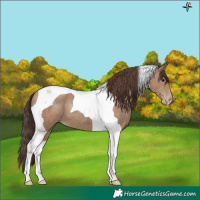 Horse Color:Classic Champagne Tobiano
