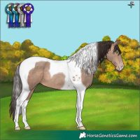 Horse Color:Sable Champagne Tobiano
