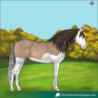 Horse Color:Sable Champagne Splash 