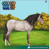 Horse Color:Sable Champagne Roan 