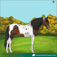 Horse Color:Brown Tobiano