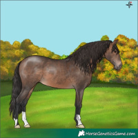 Horse Color:Brown