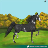 Horse Color:Black Sabino 