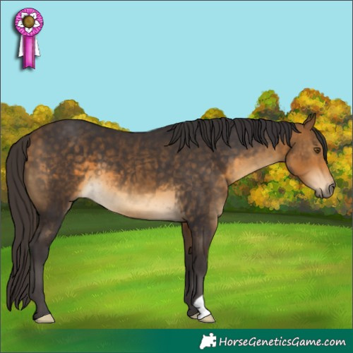 Horse Color:Buckskin 