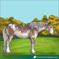 Horse Color:White Spotted Silver Brown Rabicano