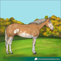 Horse Color:Palomino Splash Frame and Palomino Splash Frame