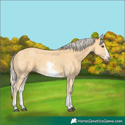 Horse Color:White Spotted Palomino Sabino Frame