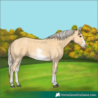 Horse Color:White Spotted Palomino Sabino Frame 