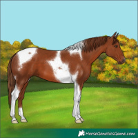 Horse Color:Chestnut Tobiano 