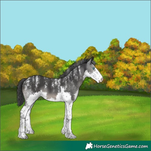 Horse Color:Powder White Black Splash