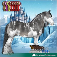 Horse Color:Powder White Black Splash