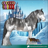 Horse Color:Powder White Black Splash