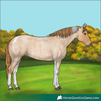 Horse Color:Red Roan Tobiano 