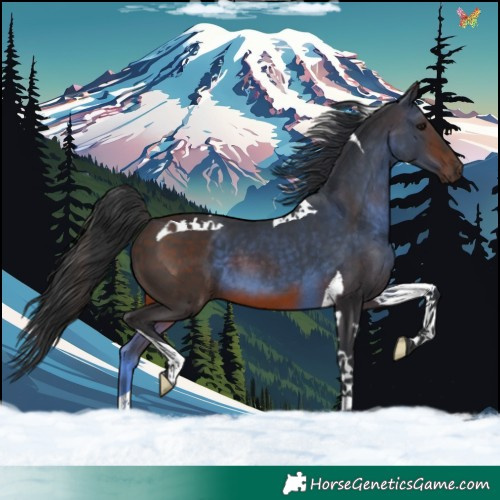 Horse Color:Bay Tobiano