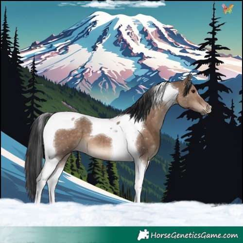 Horse Color:Brown Dun Tobiano 