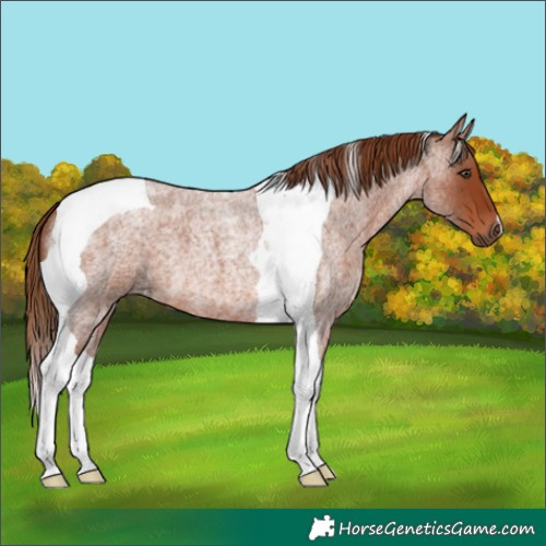 Horse Color:Red Roan Tobiano