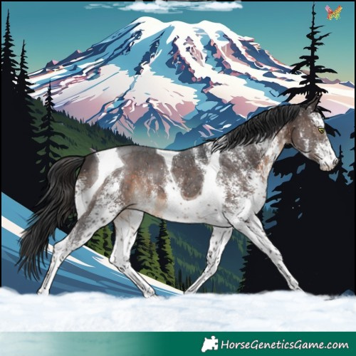 Horse Color:White Spotted Brown Tobiano 