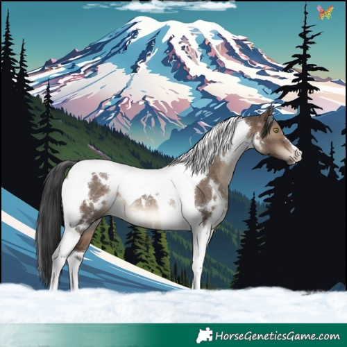 Horse Color:White Spotted Brown Dun Tobiano Rabicano 
