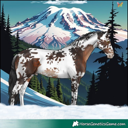 Horse Color:Brown Splash Tobiano