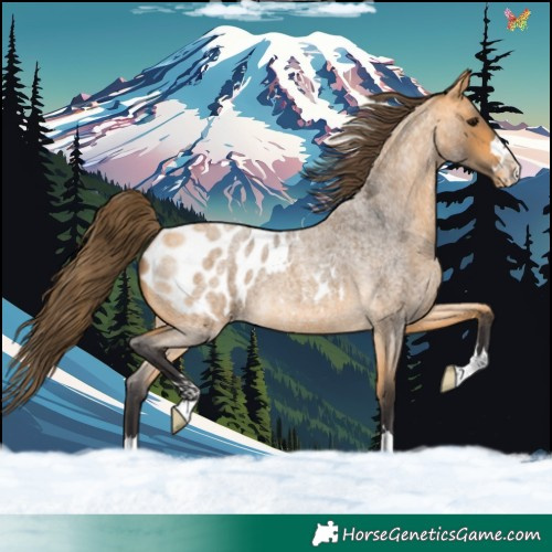 Horse Color:Buckskin Roan Appaloosa