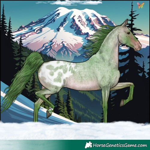 Horse Color:Watercolor Bay Roan Appaloosa 