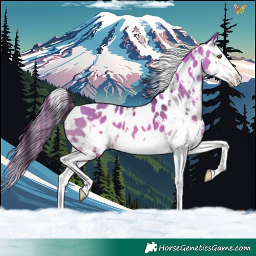 Horse Color:White Spotted Buckskin Dun Splash Appaloosa