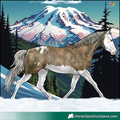 Horse Color:Watercolor Silver Classic Champagne Ice Splash Appaloosa Rabicano 