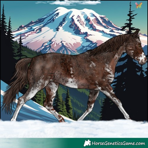 Horse Color:White Spotted Liver Chestnut Ice