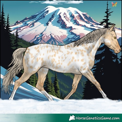 Horse Color:Palomino Dun Appaloosa 
