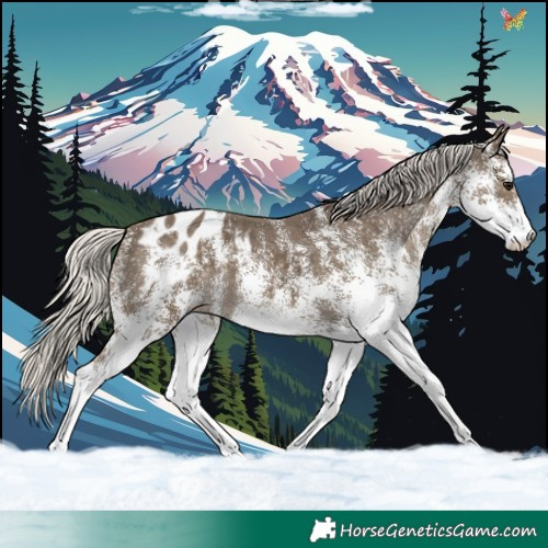 Horse Color:White Spotted Silver Smoky Black Appaloosa