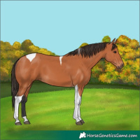 Horse Color:Bay Tobiano 
