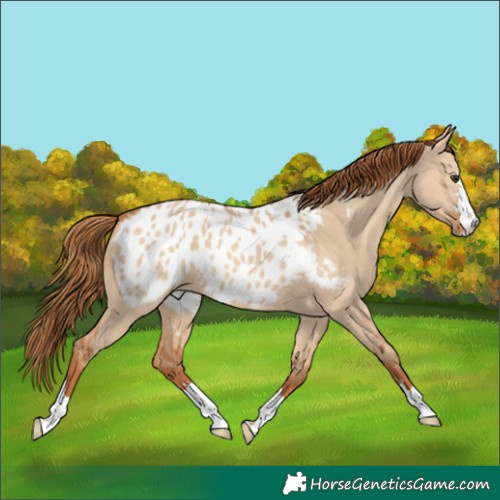 Horse Color:Red Dun Appaloosa 