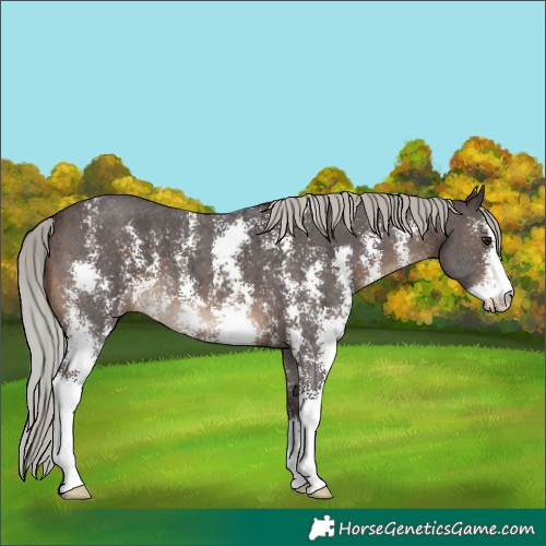 Horse Color:Silver Brown Sabino 