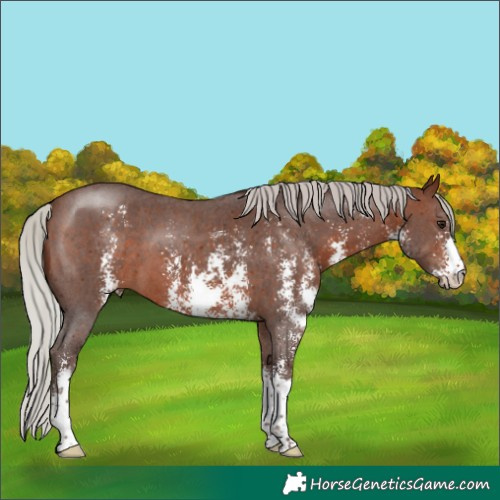 Horse Color:Silver Brown Sabino
