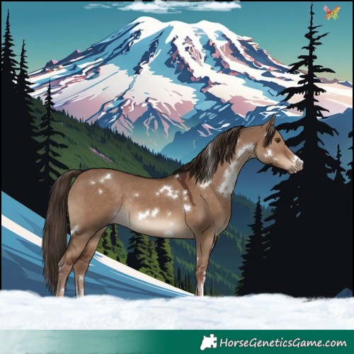Horse Color:White Spotted Liver Red Dun Rabicano