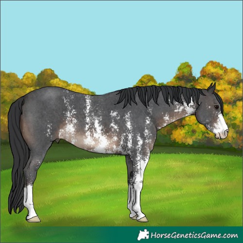 Horse Color:Brown Sabino