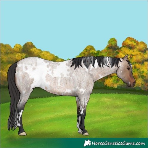 Horse Color:White Spotted Brown Roan Dun 