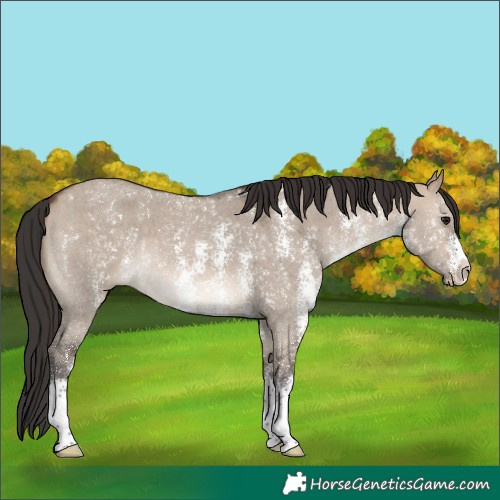 Horse Color:Bay Dun Sabino 